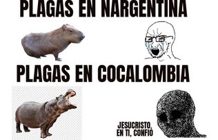 Plaga hipopótamos.jpeg