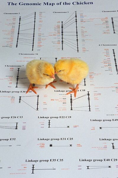 Archivo:Chicks on the genome.jpg