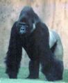 Gorila de las tierras bajas del este (Gorilla Beringei Graueri)