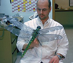 Este calvo será la cena de este Meganeura