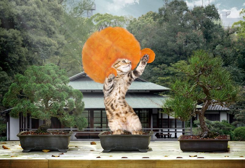 Archivo:Gato bonsai.jpg