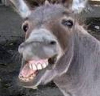 Smile Donkey.png