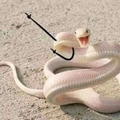 Yawn es una serpiente que puede o no estar relacionada con la canción de la Picadura de la Cobra Gay.