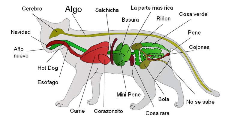 Archivo:Anatomia de un gato.png