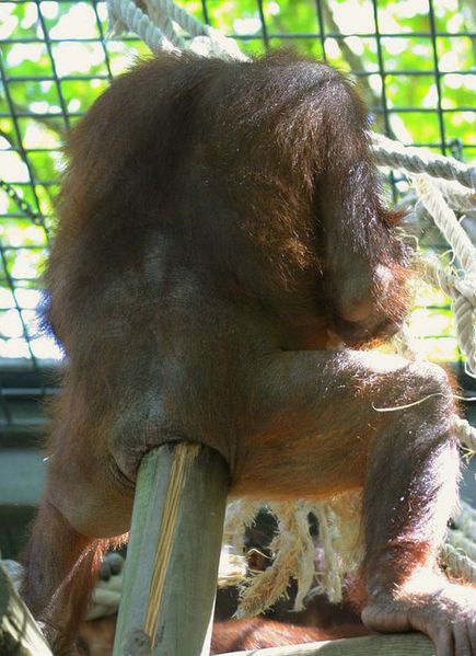 Archivo:Orangután gay.jpg