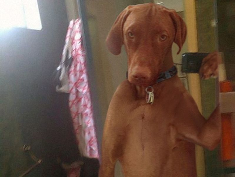 Archivo:Dog-selfie-02.jpeg