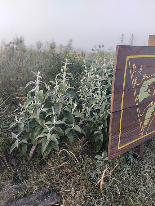 Archivo:Lengua de vaca.jpg