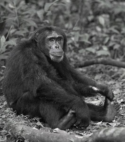 Archivo:Chimpancé sentado antiguo.jpg
