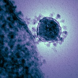 Coronavirus.jpg