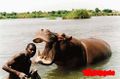 Hipopotamo-comendo-cabeca-homem.jpg