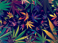 Cannabis Marleydus