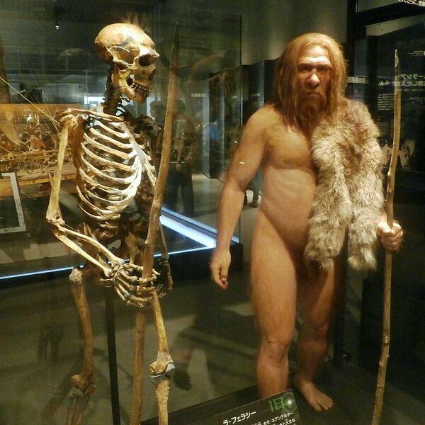 Archivo:Esqueleto.neanderthal.jpg