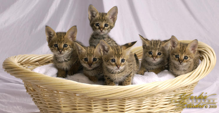 Soubor:Kittenbasket.jpg