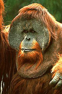 Soubor:Orangutan.jpg