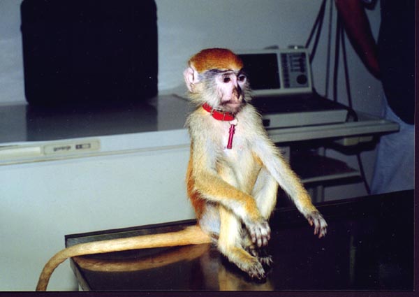 Soubor:Opička jihoamerická.jpg