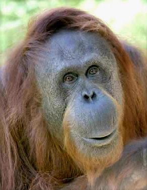Soubor:Orangutan 2.JPG