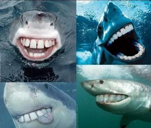 Soubor:Žralok s úsměvem.jpg