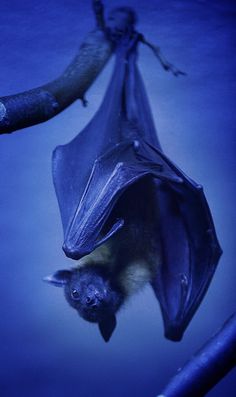 Soubor:Modrosrstý netopýr.jpg