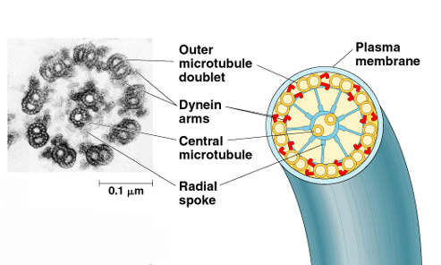Soubor:Mikrotubul.png