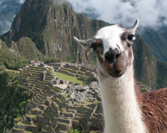 Soubor:Machu Picchu lama 03.jpg