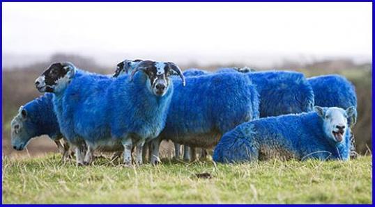 Soubor:Modrosrsté ovce.jpg
