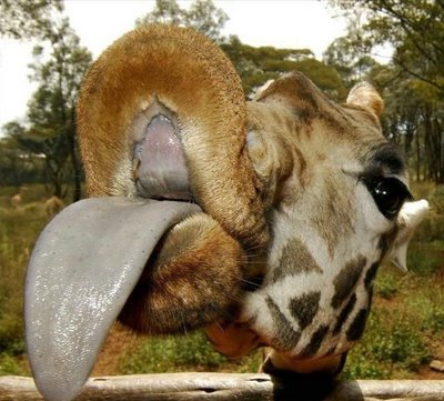 Soubor:Giraffe Tongue.jpg