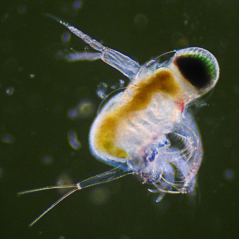 Soubor:Plankton 01.jpg