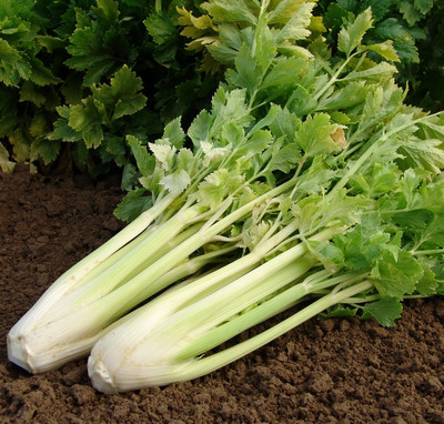 Soubor:Celer.jpg