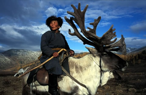 Soubor:Mongolian Reindeer.png
