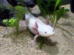 Soubor:Axolotl mexický.jpg