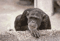 V pražské ZOO pouštějí šimpanzům pokusně televizi, sledujte jejich reakce!