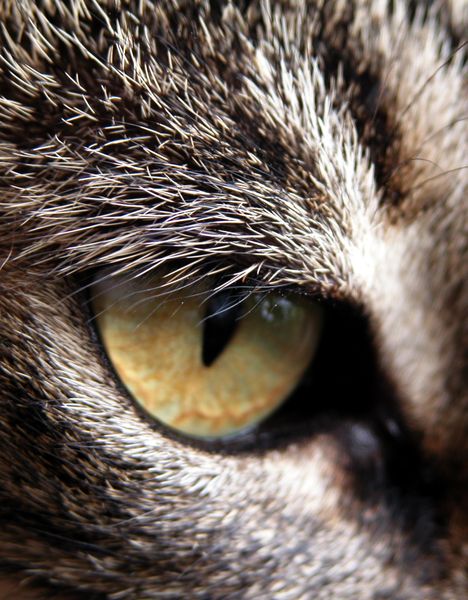 Soubor:468px-Cat eye.jpeg