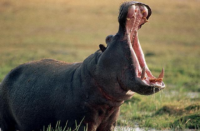 Soubor:Hipopotamo.jpg