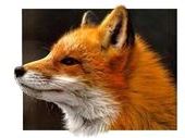 Soubor:Foxy ID.jpg