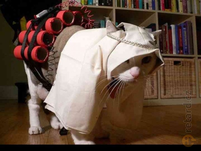 Soubor:Islámská kočka.jpg