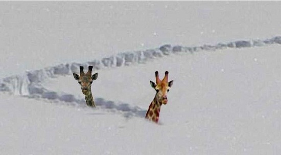 Soubor:Sněžná žirafa.jpg