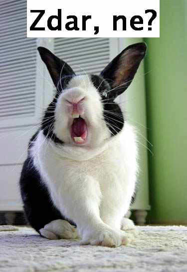Soubor:Funny-bunny-rabbit.jpg