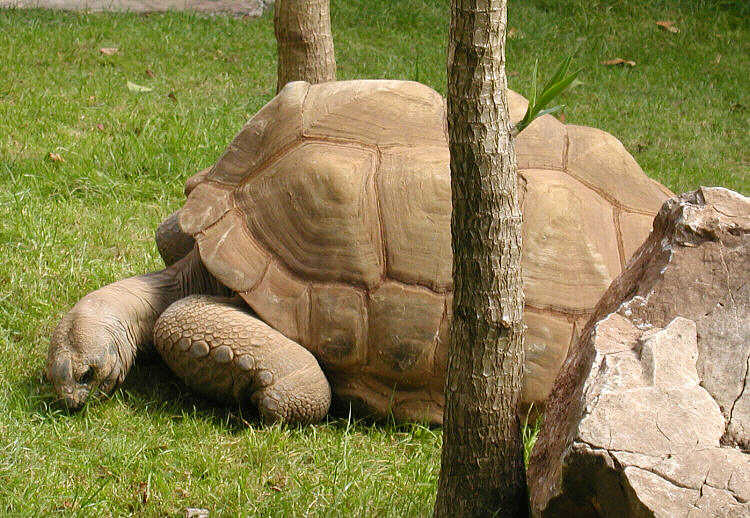 Soubor:Tortoise.jpg
