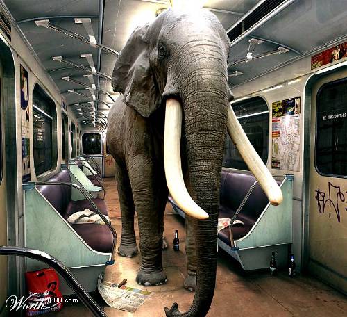 Soubor:Slon v metru.JPG