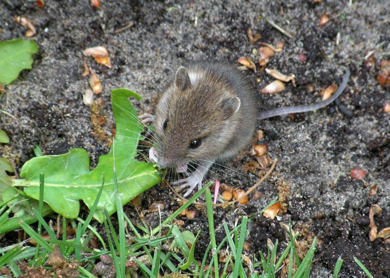 Soubor:Mouse eating leaf.jpg