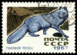 Soubor:Modrá sovětská liška.jpg
