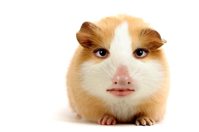 Soubor:Hamster1.jpg