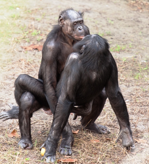 Soubor:Ape-intercourse.jpg