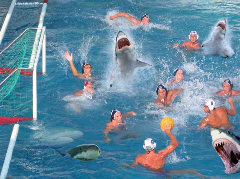 Soubor:Shark water polo.jpg