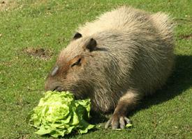 Soubor:Kapybara - potrava.jpg