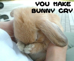 Soubor:You make bunny cry.jpg