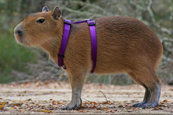 Soubor:Kapybara.jpg