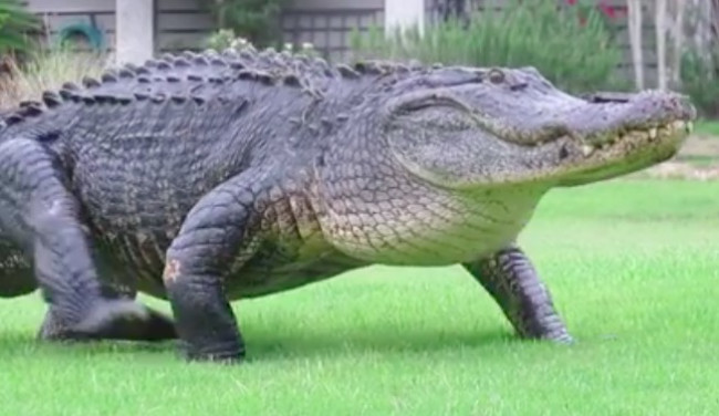 Soubor:Alligator.jpg
