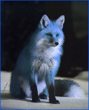 Soubor:Modrosrstá liška.jpg