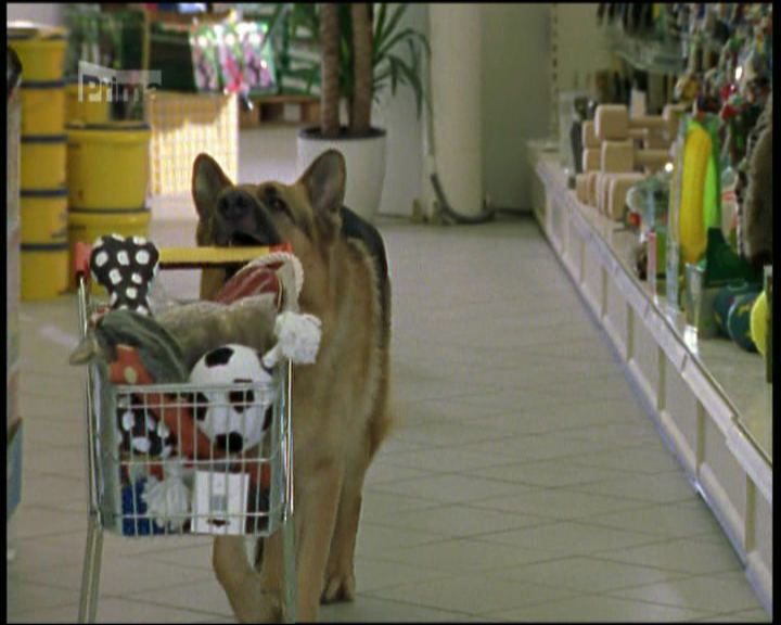 Soubor:Rex nakupuje.jpg